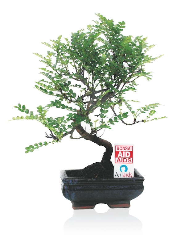 UN BONSAI PER ANLAIDS